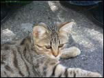 Click on one of the size names above to enlarge this image Click on one of the size names above to enlarge this image